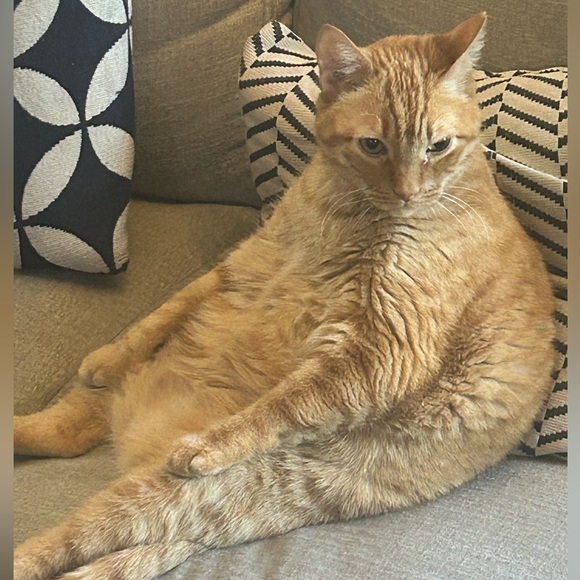 Meet your Posher, Angela - Picture 4 of 4